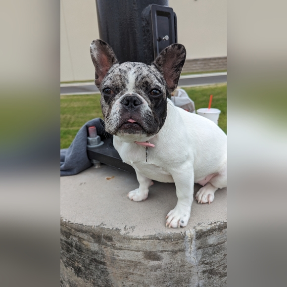 Meet your Posher, Charlee - Picture 3 of 15